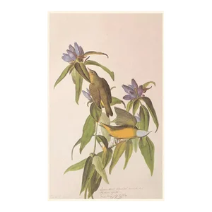 1966 Vintage Farmhouse Cottage Print "Connecticut Warbler" After John James Audubon