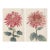 Ruby Petals Diptych – Vintage Japanese Botanical Prints (Set of 2), 8" X 12" For Sale