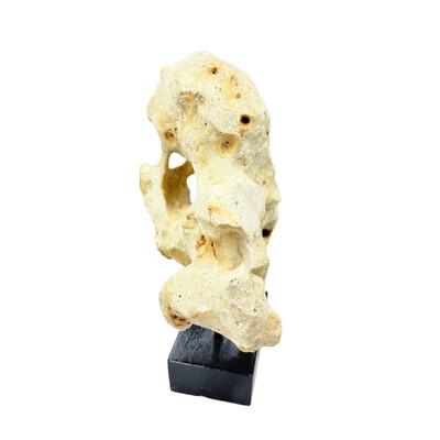 Indonesian Coral Stone On Teak Stand For Sale - Image 4 of 5