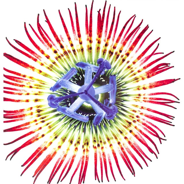 "Botanica" 2005 Schatz, Howard (Signed) For Sale In New York - Image 6 of 12