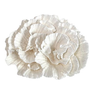 Natural White Poca Coral Specimen For Sale