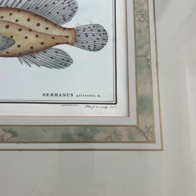 Late 20th Century Vintage Italian Hand Colored Limited Edition Engraving of Tropical Fish For Sale - Image 5 of 7