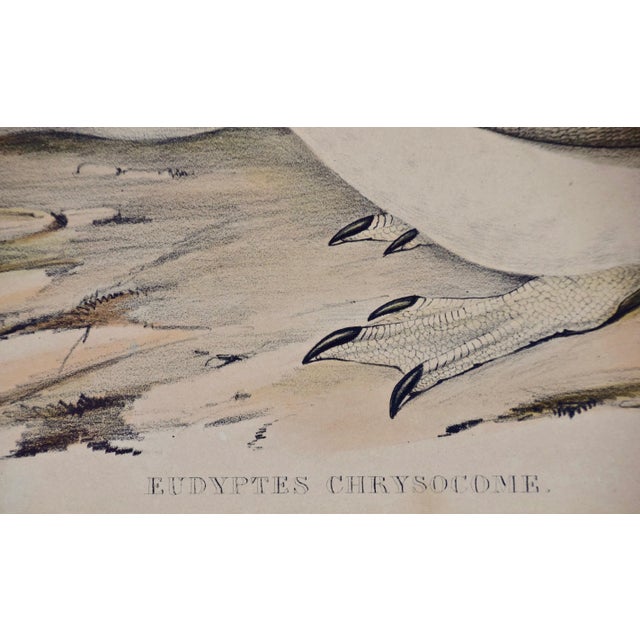 Mid 19th Century Three Gould Hand-Colored Lithographs From Birds of Australia and New Zealand, 1840-1848 For Sale - Image 5 of 12