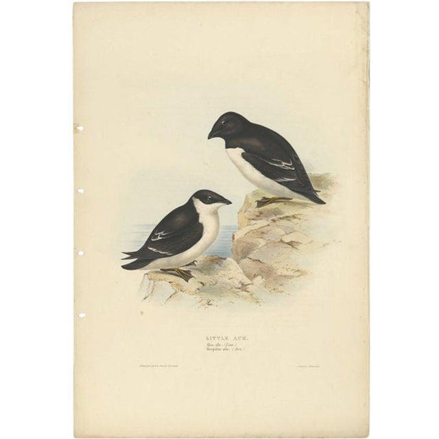 Antique Bird Print of the Little Auk attributed to Gould, 1832 For Sale