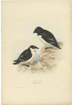 Antique Bird Print of the Little Auk attributed to Gould, 1832
