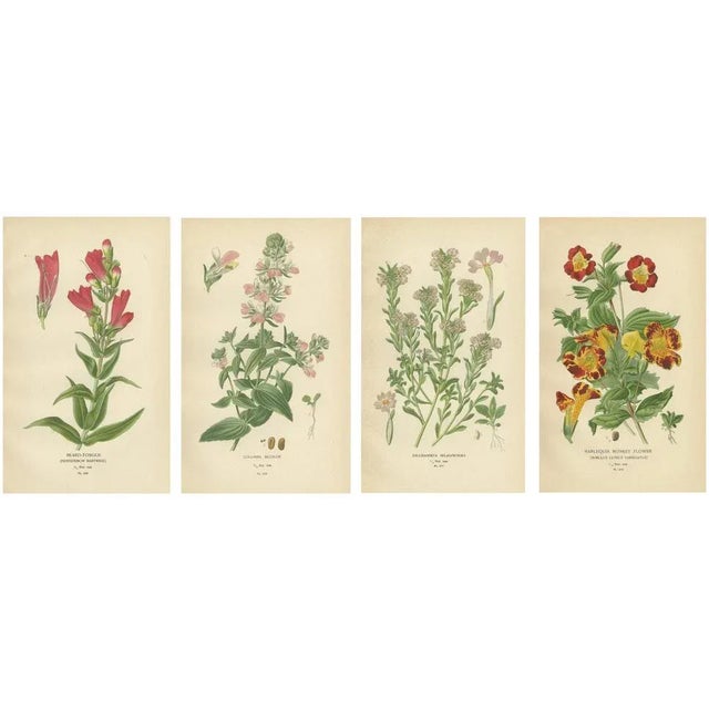 Beard-Tongue, Collinsia, Zaluzianskya and Monkey Flower, 1897, Paper, Set of 4 For Sale - Image 6 of 6