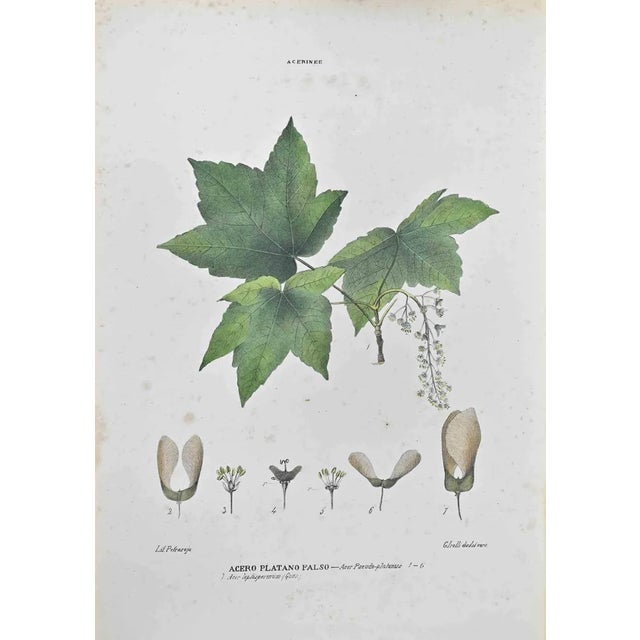 Vincenzo Tenore, False Plane Maple, Lithograph, 1870s For Sale