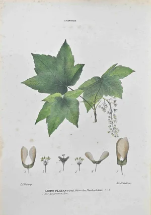 Vincenzo Tenore, False Plane Maple, Lithograph, 1870s