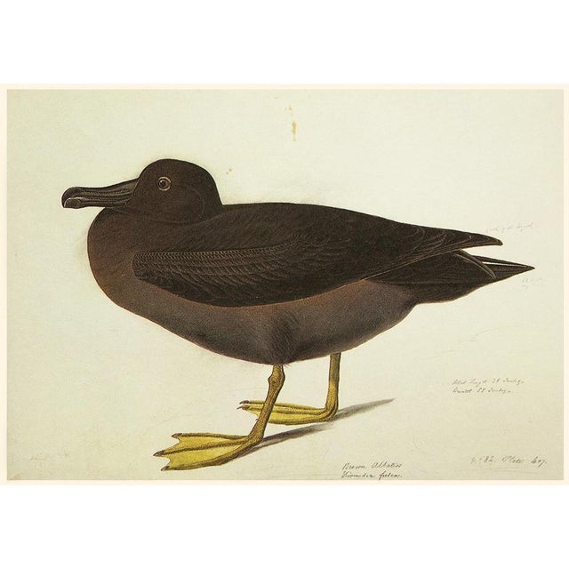 Farmhouse 1966 Vintage Cottage Print "Dusky Albatros & Great Auk" After John James Audubon For Sale - Image 3 of 7