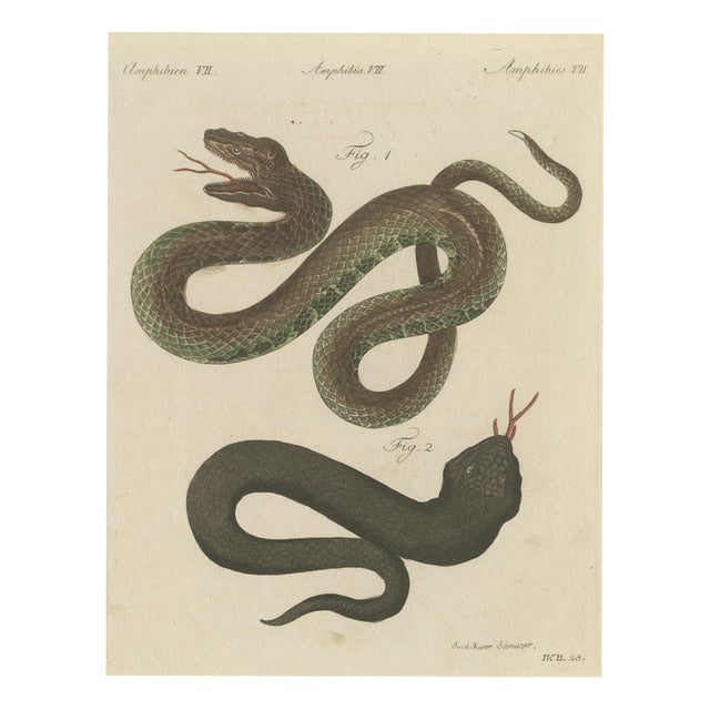Bertuch, Two Snakes with Open Jaws, 1805, Print For Sale