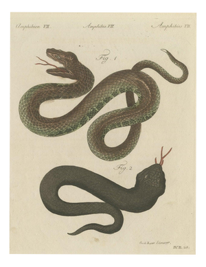 Bertuch, Two Snakes with Open Jaws, 1805, Print