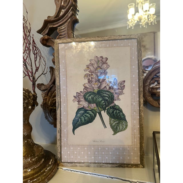 1920s Vintage Botanical Print, Framed For Sale - Image 5 of 7