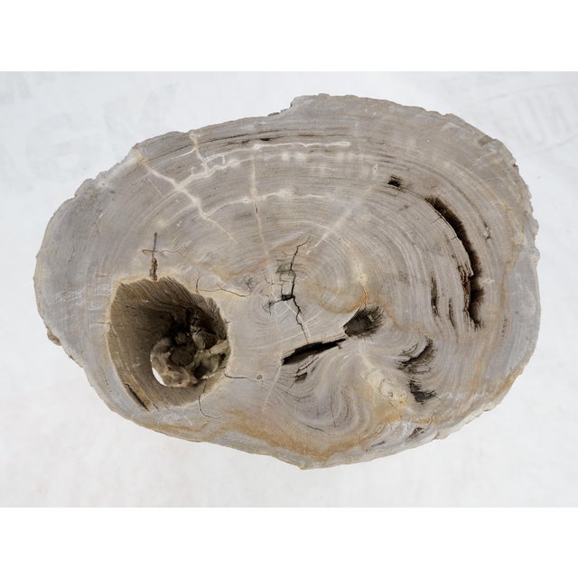 Early 21st Century Large Beige Petrified Wood Organic Stomp Shape Stand End Side Table Pedestal For Sale - Image 5 of 11