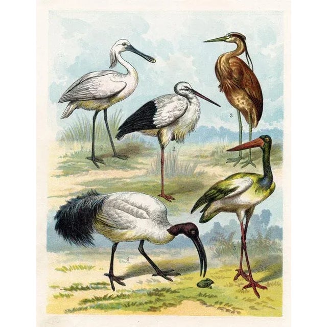 Original lithograph from a late-1800s series showing North American animals in their natural habitat . The birds shown on...
