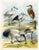 Original lithograph from a late-1800s series showing North American animals in their natural habitat . The birds shown on...