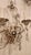 Early 20th Century Metal and Glass Sconces Maison Bagues Style - Set of 2 For Sale In Dallas - Image 6 of 7
