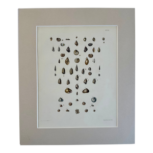 Winkle & Turban Shells, 19th Century Print (Unframed)