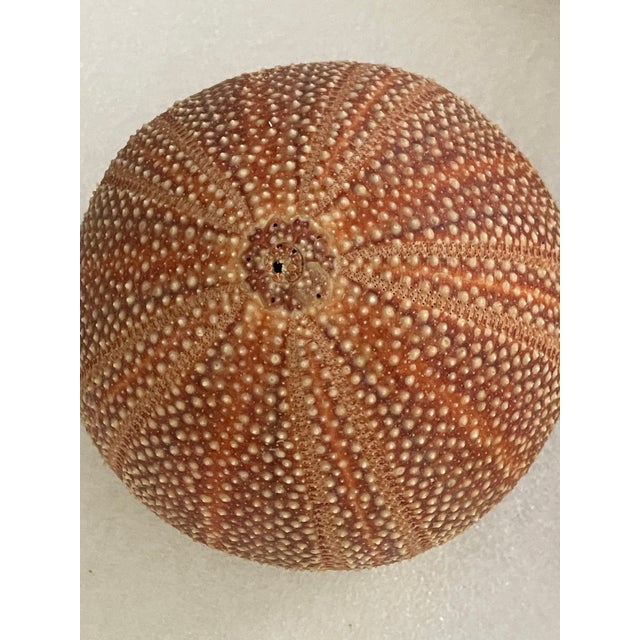 1940s 1940s Nature’s Beauty Antque Sea Shell Collection For Sale - Image 5 of 6