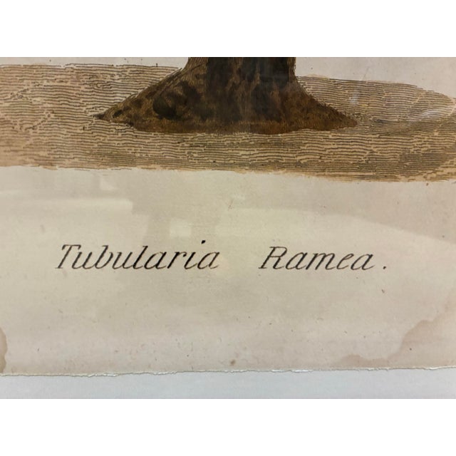 Contemporary Natural Curiosities “Tubularia Ramea” Large Coral Tree Natural History Print, For Sale - Image 3 of 7