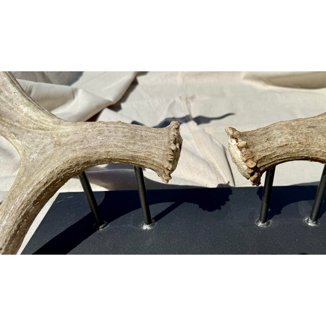 Large Double Mounted Moose Paddle/Antler For Sale In Atlanta - Image 6 of 9