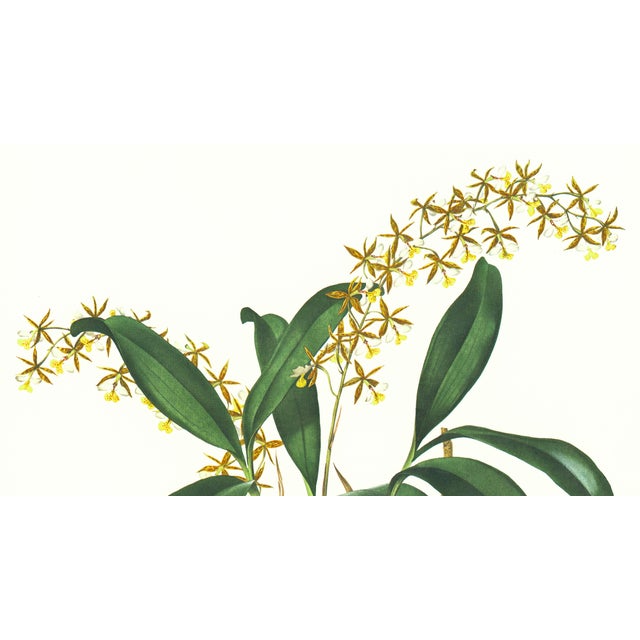 Limited edition reproduction print of one of the most famous botanical works ever produced, "The Orchidaceae of Mexico and...