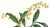 Limited edition reproduction print of one of the most famous botanical works ever produced, "The Orchidaceae of Mexico and...