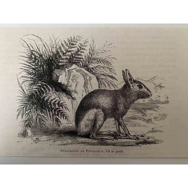 The Rabbit is an original lithograph on ivory-colored paper, realized by Paul Gervais (1816-1879). The artwork is from The...
