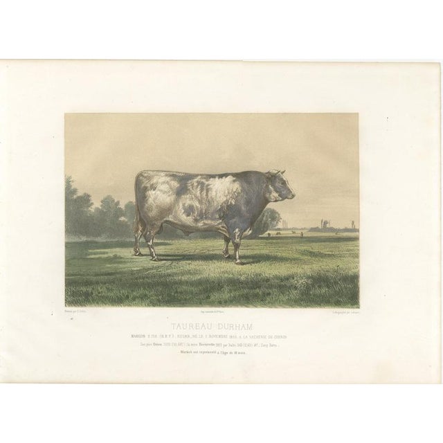 Markob, Durham Shorthorn Bull of Corbon, 1873, Paper For Sale - Image 3 of 12