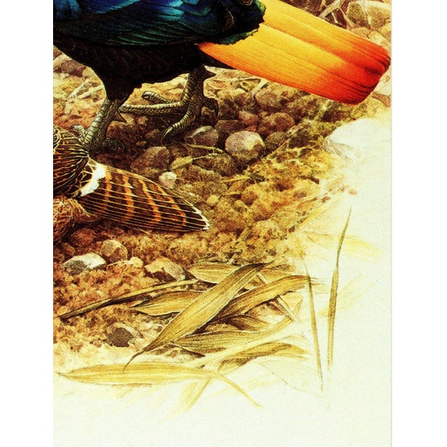 1990s 1995 Birds of China "Impeyan Monal" (Himalayan Pheasant) Salesman Portfolio Sample Print by J F Lansdowne For Sale - Image 5 of 8