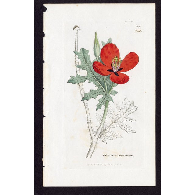 Offered here is an original antique botanical print from the celebrated English Botany series, featuring the distinctive...