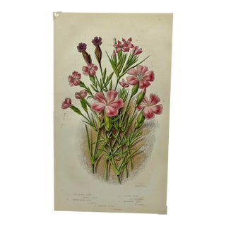 Antique W. Dickes & Co. Botnical Print Showcasing a Variety of Pink Flowers - Circa 1870 For Sale