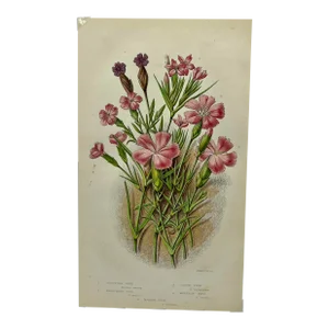 Antique W. Dickes & Co. Botnical Print Showcasing a Variety of Pink Flowers - Circa 1870