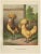Foerster, The Chamois Polish Chicken, 19th Century, 1888, Print For Sale - Image 10 of 10