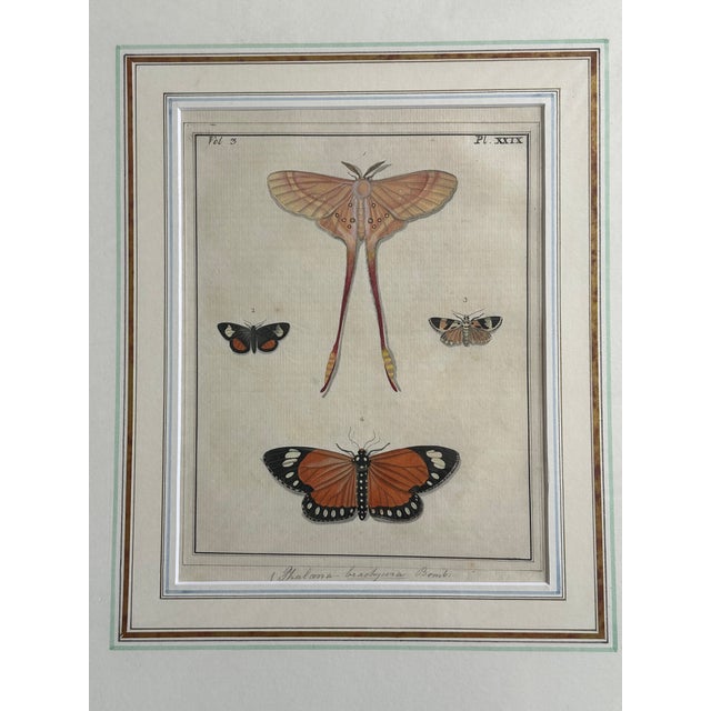 Antique Natural History Entomology Butterfly & Beetle Art Prints Set of Three For Sale In New York - Image 6 of 15