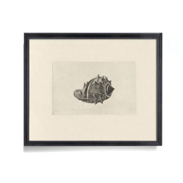 Antique Sea Shell Set of 9 - 11" X 14" Reproduction For Sale - Image 9 of 15