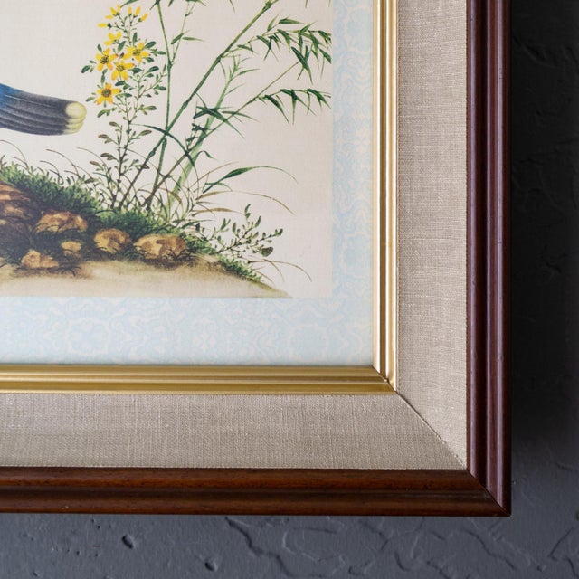 Royal Blue Framed Audubon Style Mid Century Bird Print of a Blue Crowned Pigeon For Sale - Image 8 of 10