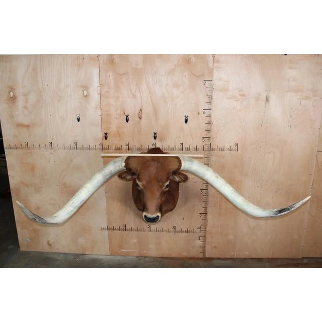 Late 20th Century Huge Texas Longhorn Shoulder Mount With a Big Texas Twist For Sale - Image 13 of 14