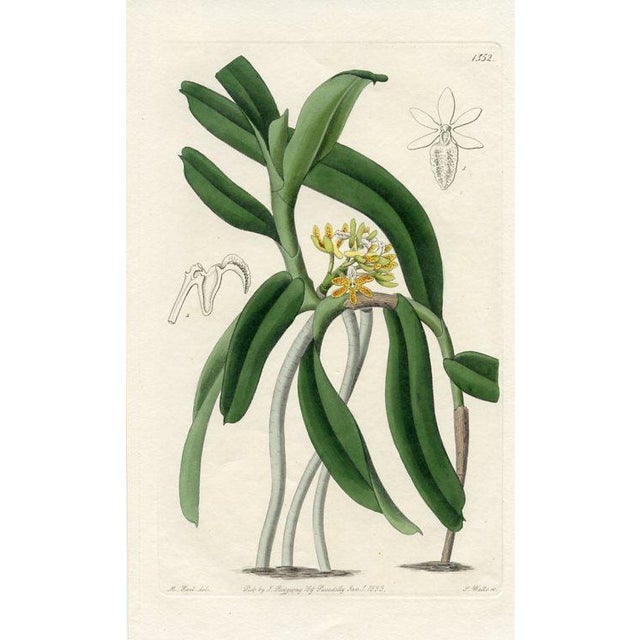 Original early-1800s hand colored engraving that appeared in "The Botanical Register", a British horticultural journal...