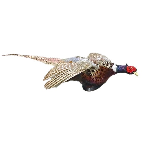 Vintage Flying Chinese Ringneck Pheasant wall mount taxidermy sculpture with stand. No maker's marks.