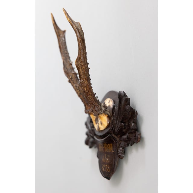 Cabin Antique Black Forest Roe Deer Antlers Hunting Trophy 1888 Mount For Sale - Image 3 of 6