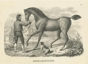 Mecklenburger Horse, 1827, Paper