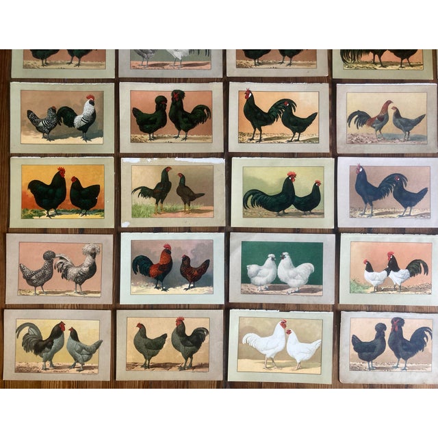 Kramer Authentic Collection of 19th Century Kramer Chicken Chromolithographs in Color For Sale - Image 4 of 9