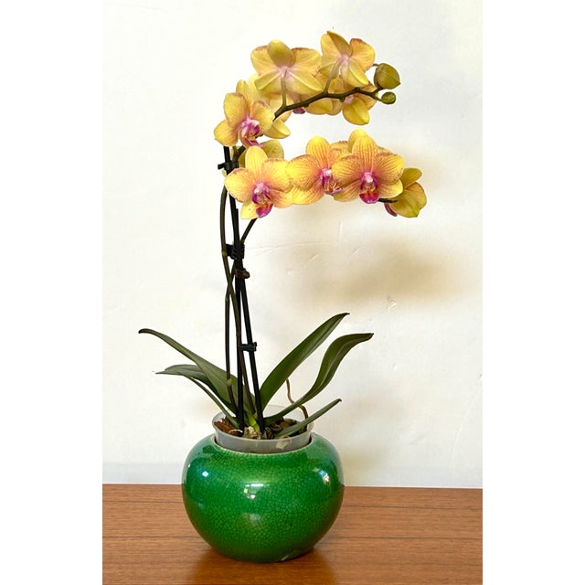 1940s Green Asian Crackle Glaze Vase For Sale - Image 5 of 5