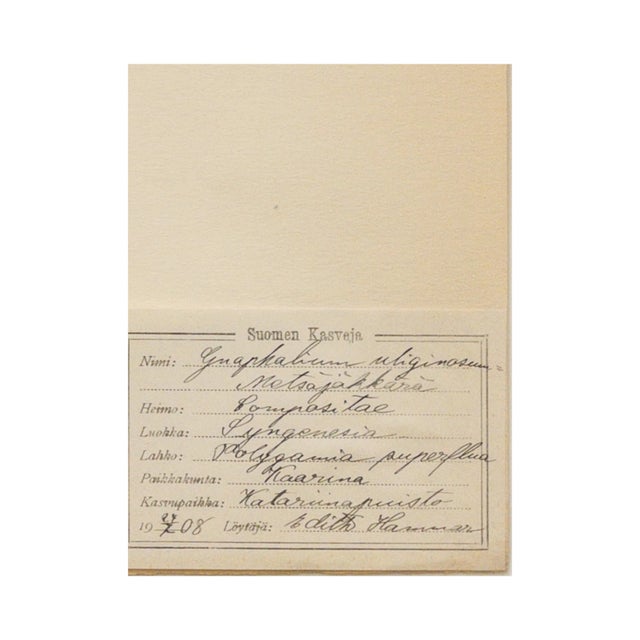 Antique Swedish Herbarium - Marsh Cudweed, Circa 1908 For Sale - Image 4 of 4