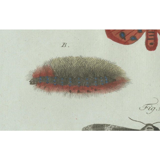 Early 19th Century Bertuch, Three Moths and Metamorphosis, 1800, Engraving For Sale - Image 5 of 11