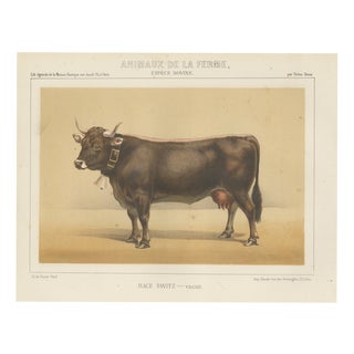 After Charles Olivier de Penne, Schwyz Cow with Bell, Swiss Brown Cattle, 1863, Chromolithograph For Sale