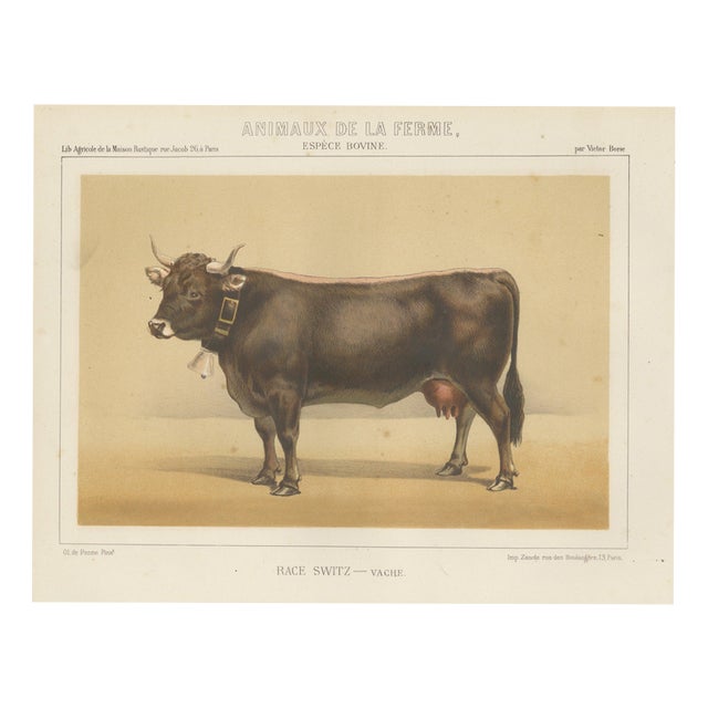 After Charles Olivier de Penne, Schwyz Cow with Bell, Swiss Brown Cattle, 1863, Chromolithograph For Sale