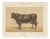 After Charles Olivier de Penne, Schwyz Cow with Bell, Swiss Brown Cattle, 1863, Chromolithograph For Sale
