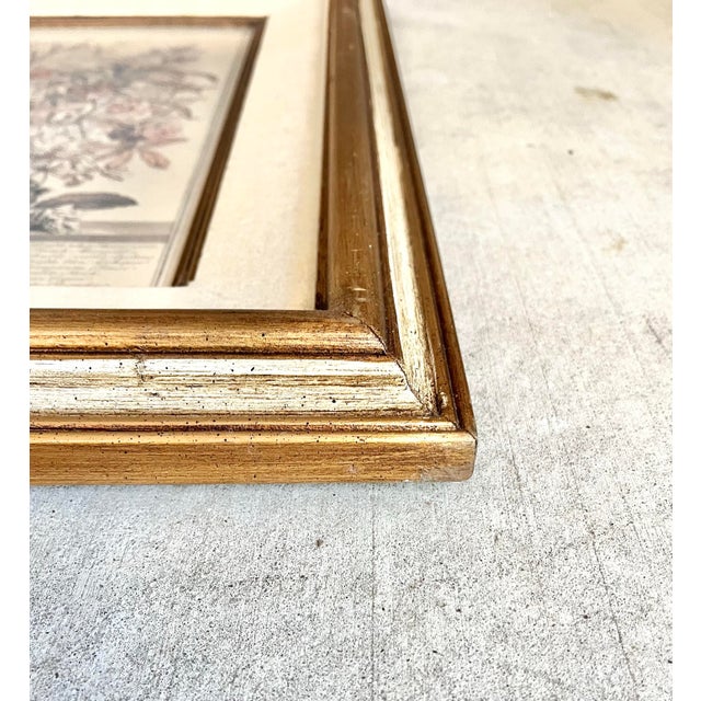 Robert Furber “12 Months of Flowers, July” Vintage Print, Gold Wood Frame For Sale - Image 9 of 10