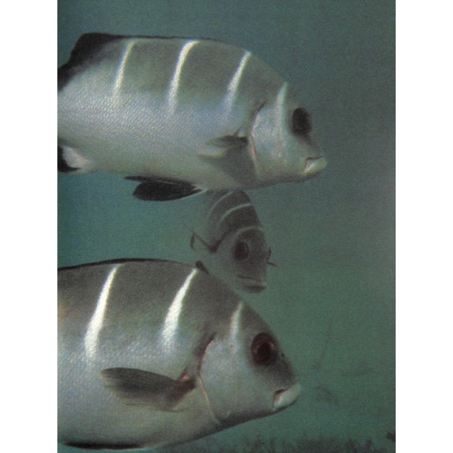 1970s "Coral Gardens" 1978 Riefenstahl, Leni For Sale - Image 5 of 8